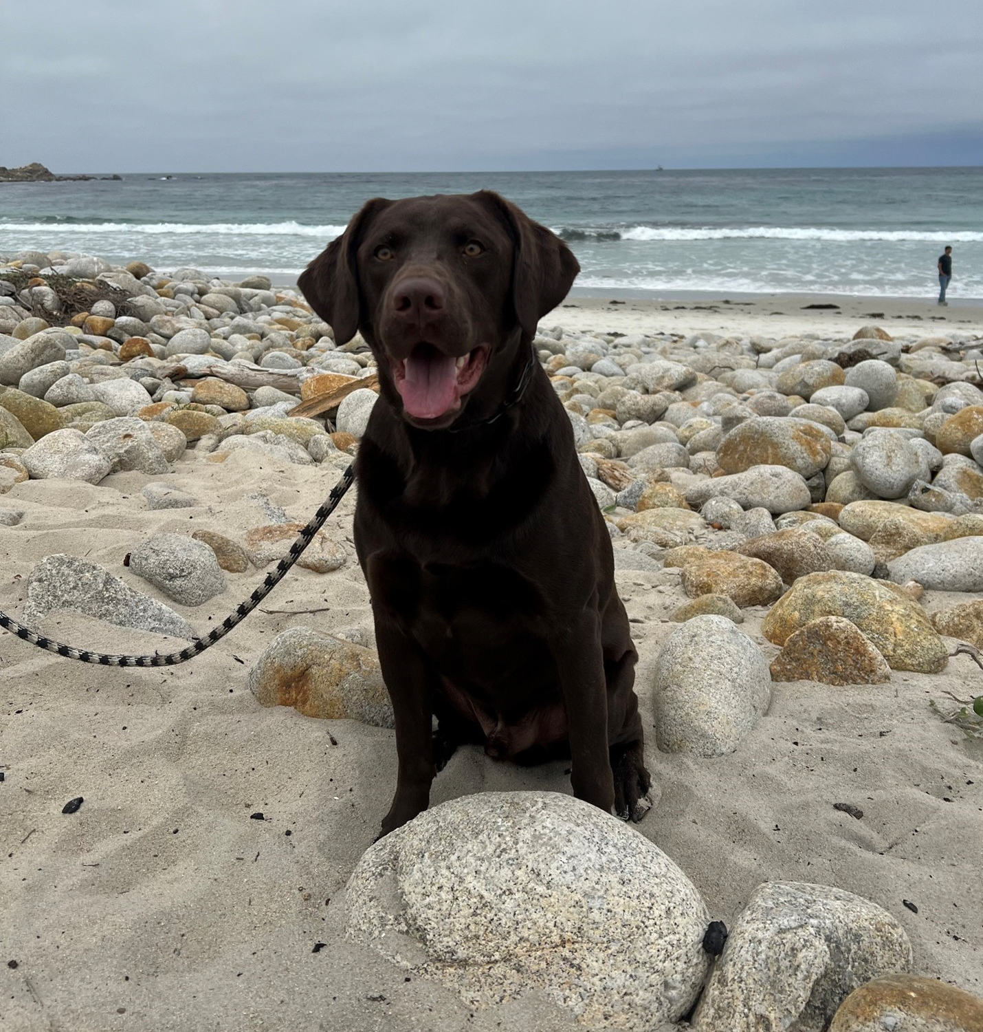 dog sitting on rocks at the beach