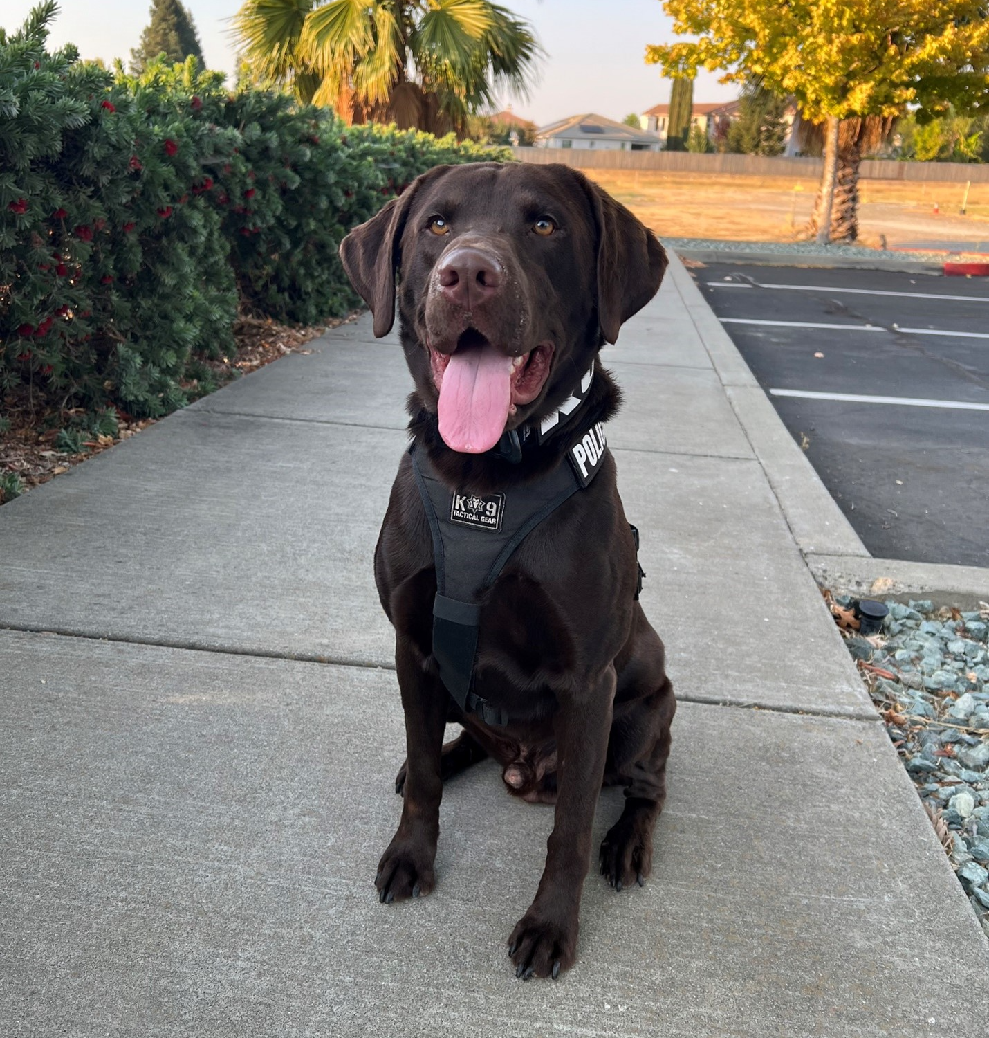 dog sitting on sidewalk